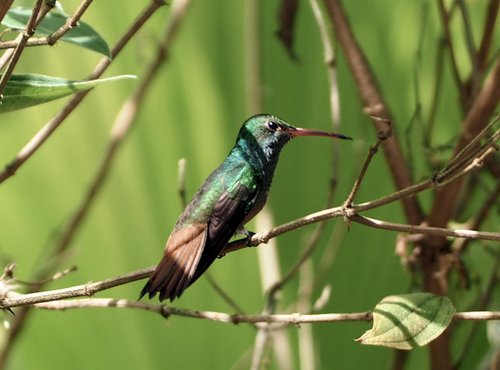 Souvenir du voyage de Bruno, Costa Rica