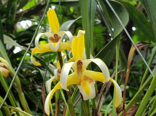 Souvenir du voyage de Bruno, Costa Rica