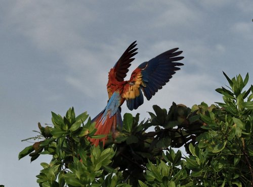 Souvenir du voyage de Bruno, Costa Rica