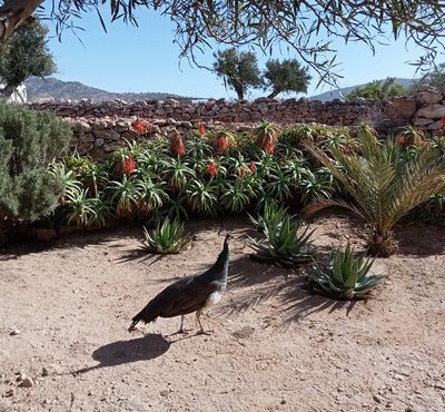 Souvenir du voyage de Fannie, Maroc