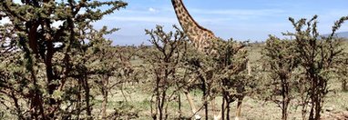 Souvenir du voyage de Jacqueline, Tanzanie