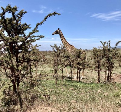 Souvenir du voyage de Jacqueline, Tanzanie