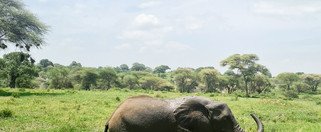 Souvenir du voyage de Candice, Tanzanie