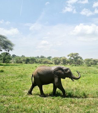 Souvenir du voyage de Candice, Tanzanie