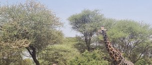 Souvenir du voyage de Candice, Tanzanie