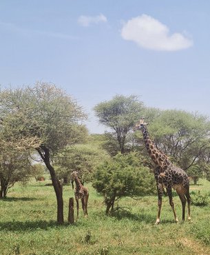 Souvenir du voyage de Candice, Tanzanie