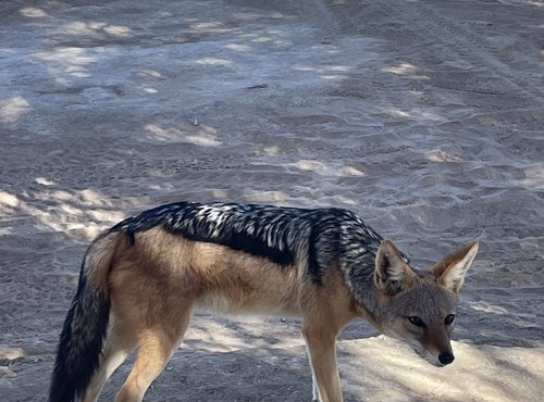 Souvenir du voyage de Fabien, Namibie