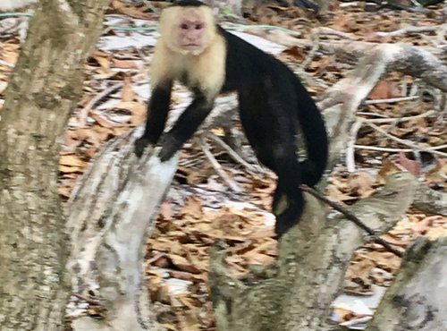 Souvenir du voyage de Catherine, Costa Rica