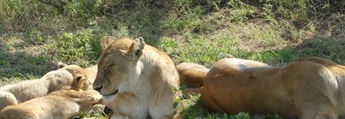 Souvenir du voyage de Arnaud, Tanzanie