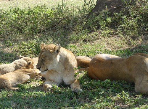 Souvenir du voyage de Arnaud, Tanzanie