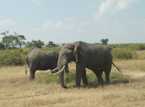 Souvenir du voyage de Frederique, Kenya