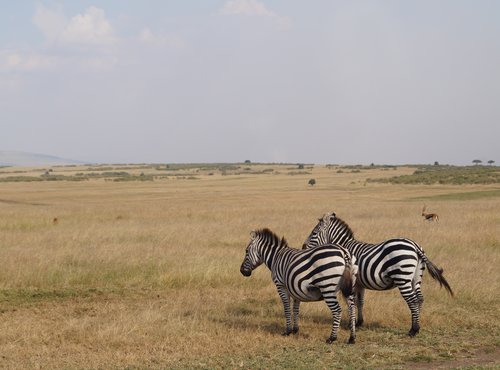 Souvenir du voyage de Frederique, Kenya