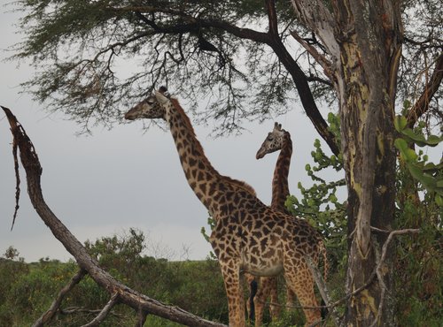Souvenir du voyage de Frederique, Kenya