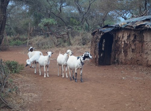 Souvenir du voyage de Frederique, Kenya