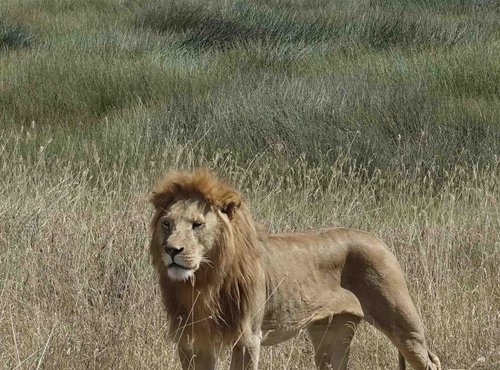 Souvenir du voyage de Pascale, Tanzanie