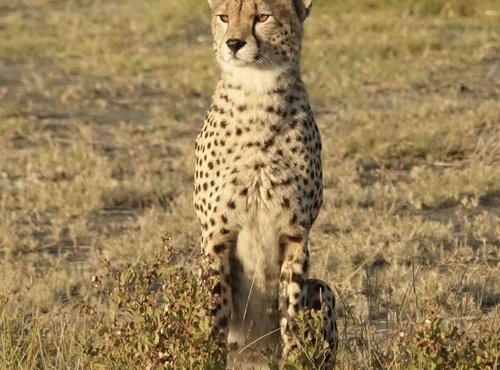 Souvenir du voyage de Pascale, Tanzanie