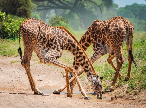 Souvenir du voyage de Livia, Kenya