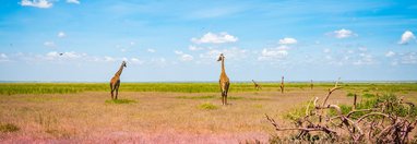 Souvenir du voyage de Livia, Kenya