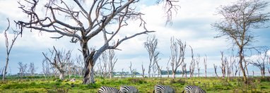 Souvenir du voyage de Livia, Kenya