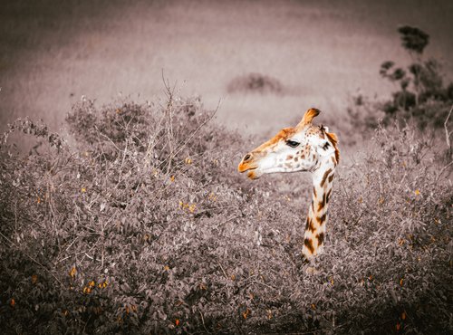 Souvenir du voyage de Livia, Kenya