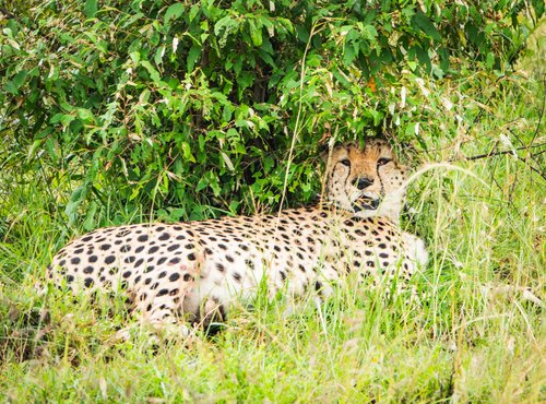 Souvenir du voyage de Livia, Kenya