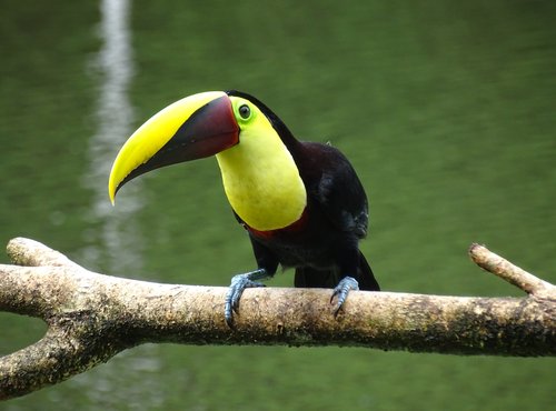 Souvenir du voyage de Claudine, Costa Rica