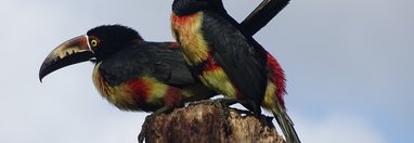 Souvenir du voyage de Claudine, Costa Rica