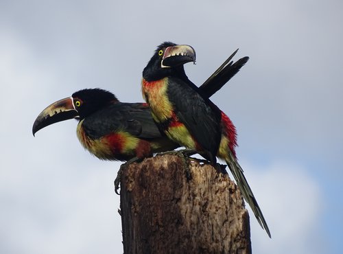 Souvenir du voyage de Claudine, Costa Rica