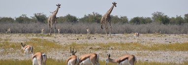 Souvenir du voyage de Yann, Namibie