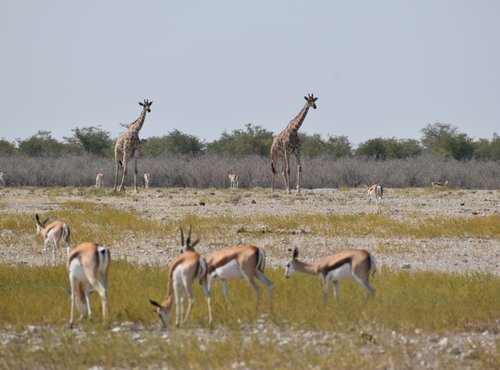 Souvenir du voyage de Yann, Namibie