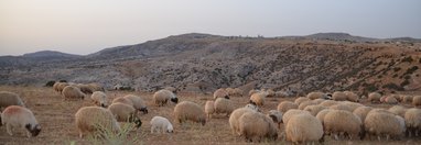 Souvenir du voyage de Nadine, Jordanie