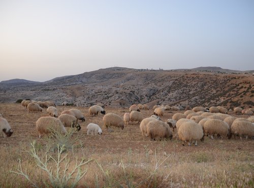 Souvenir du voyage de Nadine, Jordanie