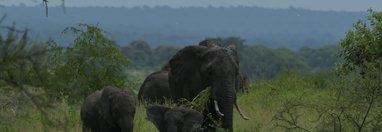 Souvenir du voyage de Charly, Tanzanie