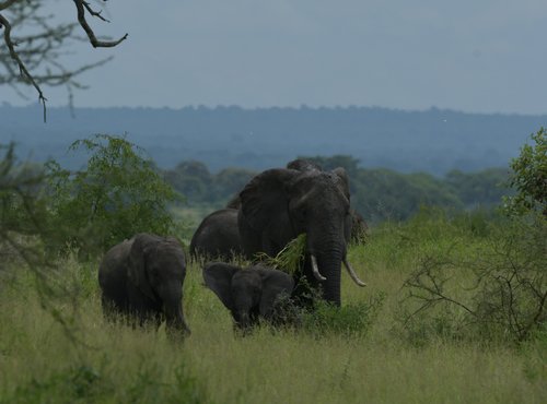 Souvenir du voyage de Charly, Tanzanie