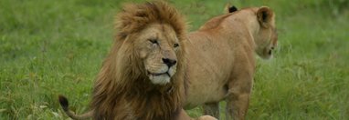 Souvenir du voyage de Charly, Tanzanie