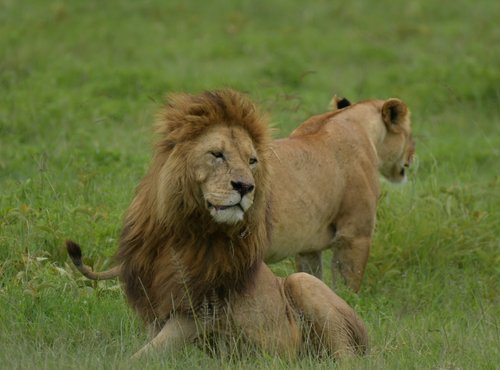 Souvenir du voyage de Charly, Tanzanie