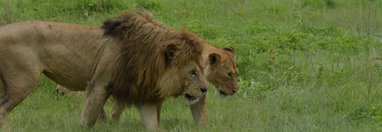 Souvenir du voyage de Charly, Tanzanie