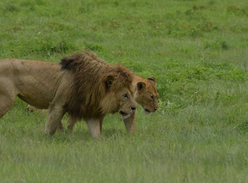 Souvenir du voyage de Charly, Tanzanie