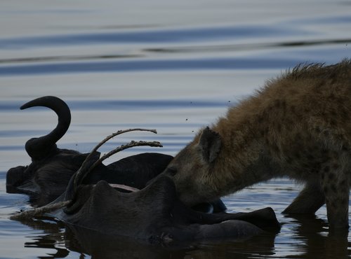 Souvenir du voyage de Charly, Tanzanie