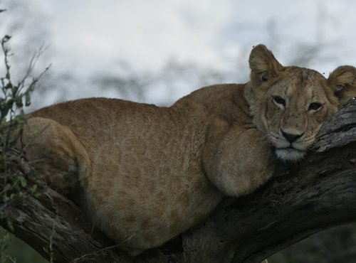 Souvenir du voyage de Charly, Tanzanie