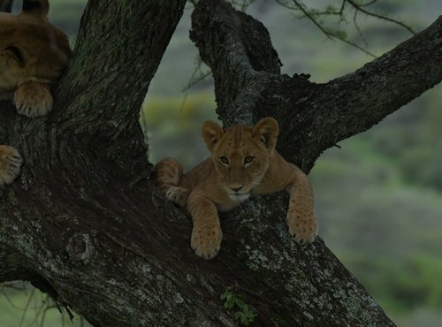 Souvenir du voyage de Charly, Tanzanie