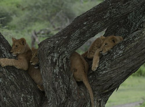 Souvenir du voyage de Charly, Tanzanie