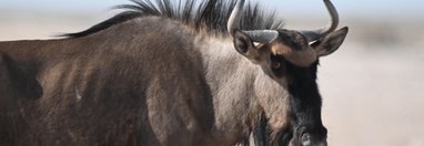 Souvenir du voyage de Max, Namibie