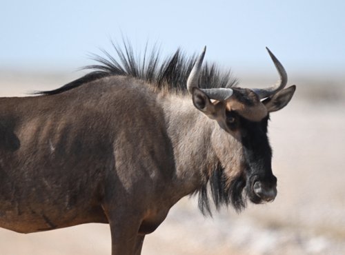 Souvenir du voyage de Max, Namibie