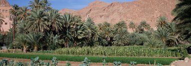 Souvenir du voyage de Frédéric, Maroc