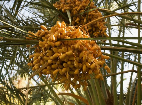 Souvenir du voyage de Frédéric, Maroc