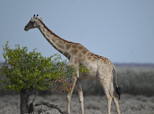 Souvenir du voyage de Max, Namibie