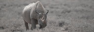 Souvenir du voyage de Max, Namibie