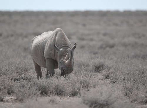 Souvenir du voyage de Max, Namibie
