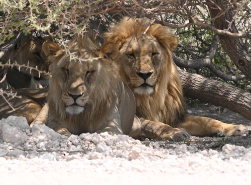 Souvenir du voyage de Max, Namibie